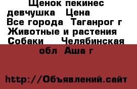 Щенок пекинес девчушка › Цена ­ 2 500 - Все города, Таганрог г. Животные и растения » Собаки   . Челябинская обл.,Аша г.